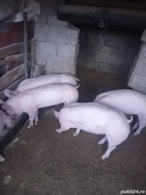 purcei de vânzare  intre 50 60 kg - imagine 2