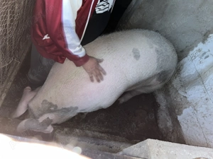 Femela de aproximativ 270-280 kg - 10lei kg pret fix - imagine 2