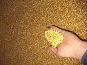 Vindem porumb anul acesta 