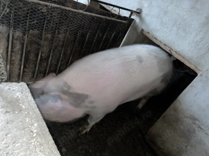 Femela de aproximativ 270-280 kg - 10lei kg pret fix