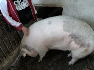 Femela de aproximativ 270-280 kg - 10lei kg pret fix - imagine 3