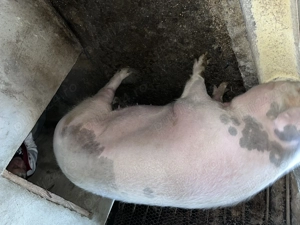 Femela de aproximativ 270-280 kg - 10lei kg pret fix - imagine 4