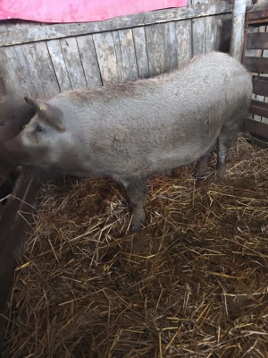 Vând porci Mangalița  - imagine 2