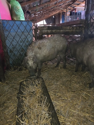 Vând porci Mangalița  - imagine 4