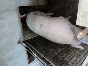 Femela de aproximativ 270-280 kg - 10lei kg pret fix - imagine 5