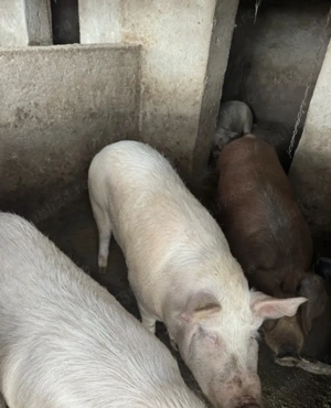 Vând Porci crescuti în gospodărie  - imagine 2