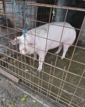 Vând Porci crescuti în gospodărie 