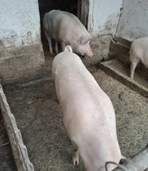 Vând Porci crescuti în gospodărie  - imagine 3