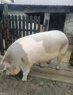 Vând Porci crescuti în gospodărie  - imagine 5