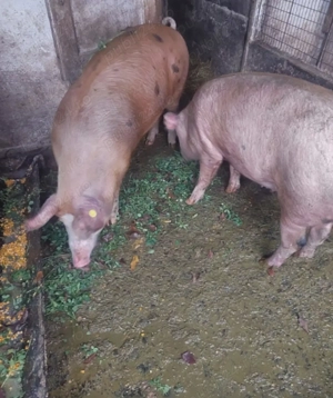 Vând Porci crescuti în gospodărie  - imagine 4