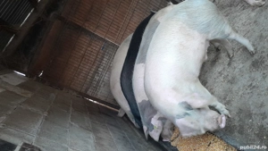 De vanzare  - imagine 4