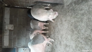 De vanzare  - imagine 3