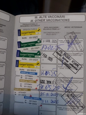 Yorkshire terrier 1an. - imagine 4