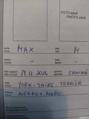 Yorkshire terrier 1an. - imagine 5