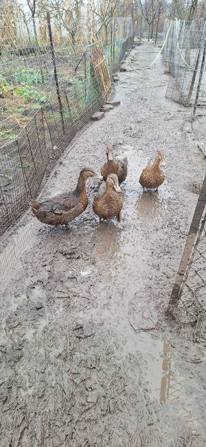 Vând rațe sălbatice  - imagine 4