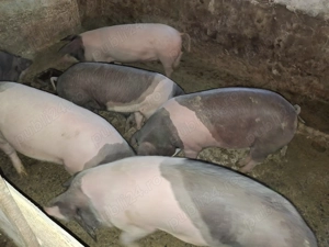 Vând porci  70 -100 kg