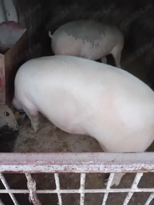 Vand porc  - imagine 2