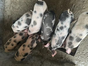 Purcei de vânzare  - imagine 3