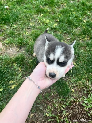 pui husky 650 ron  - imagine 2