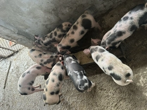 Purcei de vânzare  - imagine 6