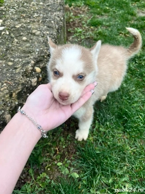 pui husky 650 ron  - imagine 4