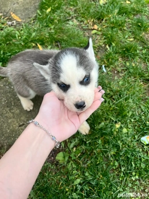 pui husky 650 ron  - imagine 3