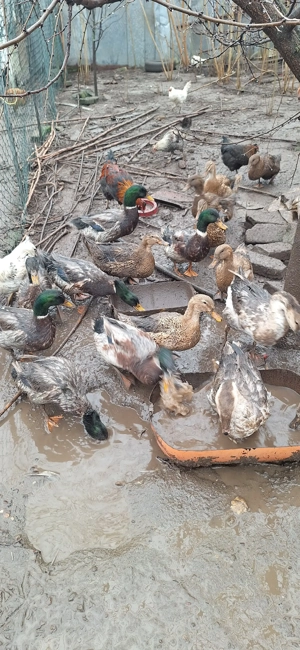 Vând rațe sălbatice  - imagine 3