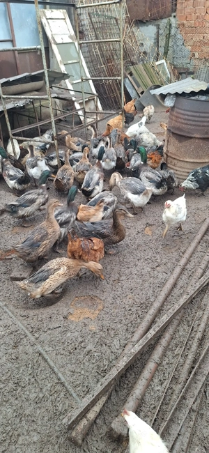 Vând rațe sălbatice  - imagine 2