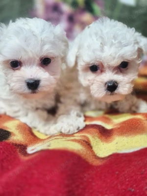 Căței bichon.albi,jucăuși si plini de viata. - imagine 2