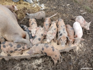 Vând purcei 10 săptămâni  - imagine 3