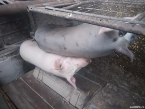 vand porci 15Lei kg