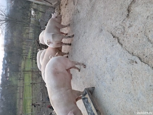 porci de vanzare 13 kg - imagine 2