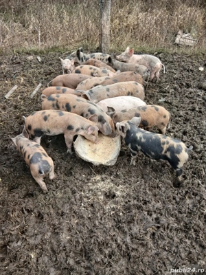 Vând purcei 10 săptămâni  - imagine 2