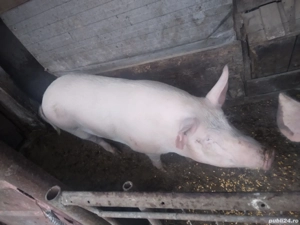 vand porci 15Lei kg - imagine 2