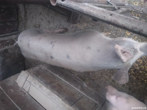 vand porci 15Lei kg - imagine 3