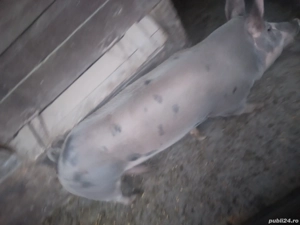 vand porci 15Lei kg - imagine 4