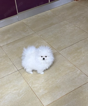 Pui Pomeranian  BOO-CANISA - imagine 4