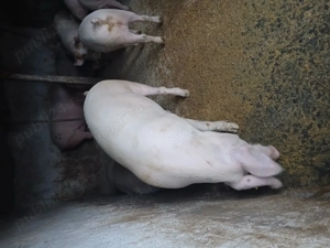 Vând 3 porci rasă de carne 