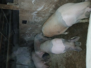 Vând 3 porci rasă de carne  - imagine 2