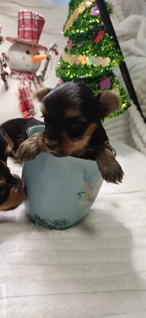 Yorkshire terrier mini 