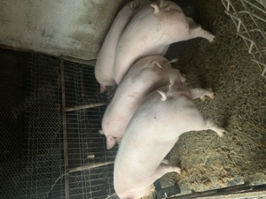 Vând porci pentru Crăciun 