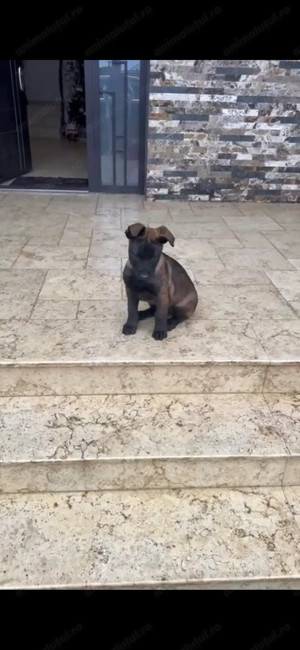 Pui Ciobanesc Belgian malinois - imagine 5