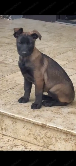 Pui Ciobanesc Belgian malinois - imagine 3