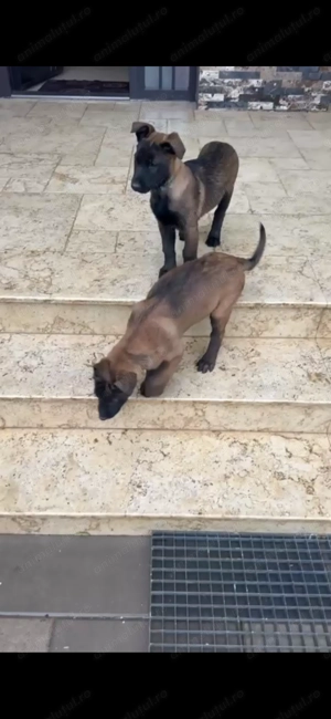 Pui Ciobanesc Belgian malinois - imagine 4