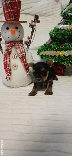 Yorkshire terrier mini  - imagine 2