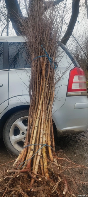 puieți de mesteacăn alb 