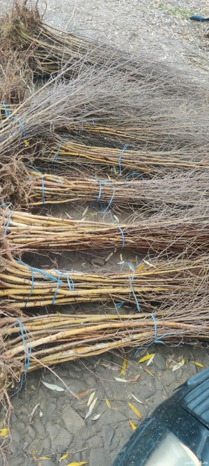 puieți de mesteacăn alb 