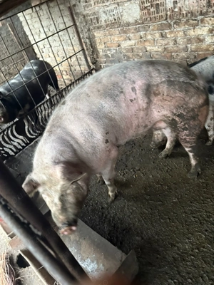 Porci de vanzare - imagine 2