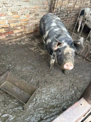 Porci de vanzare - imagine 4