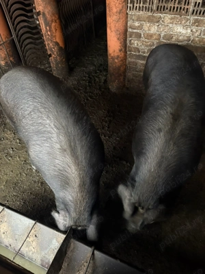 Porci de vanzare - imagine 5